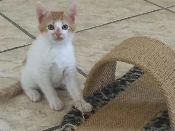 Gato ra a SRD-ViraLata idade Abaixo de 2 meses nome Kiko
