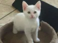 Gasparzinho