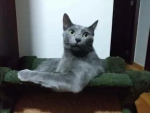 Gato raça SRD idade 2 anos nome BUBU
