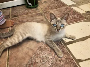 Cachorro raça SRD idade 7 a 11 meses nome Girassol 