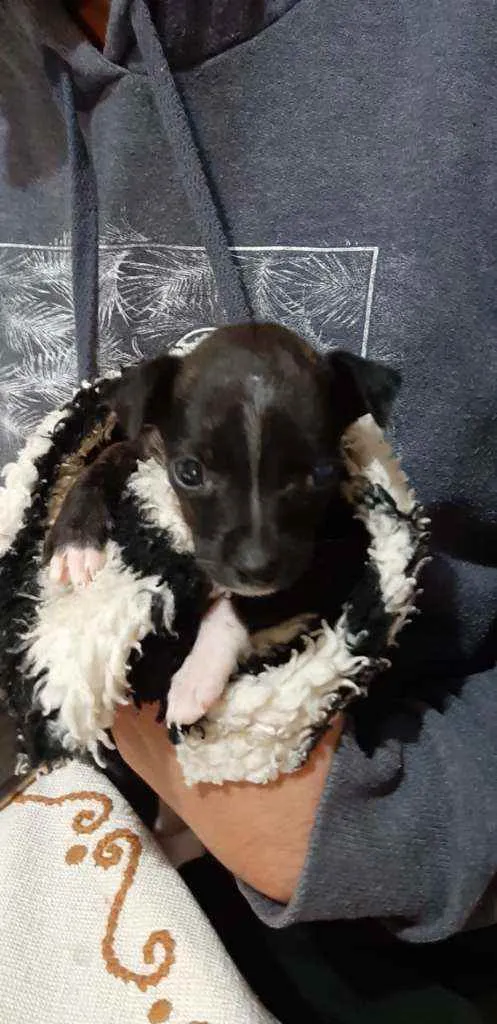 Cachorro ra a SRD idade 2 a 6 meses nome Bali
