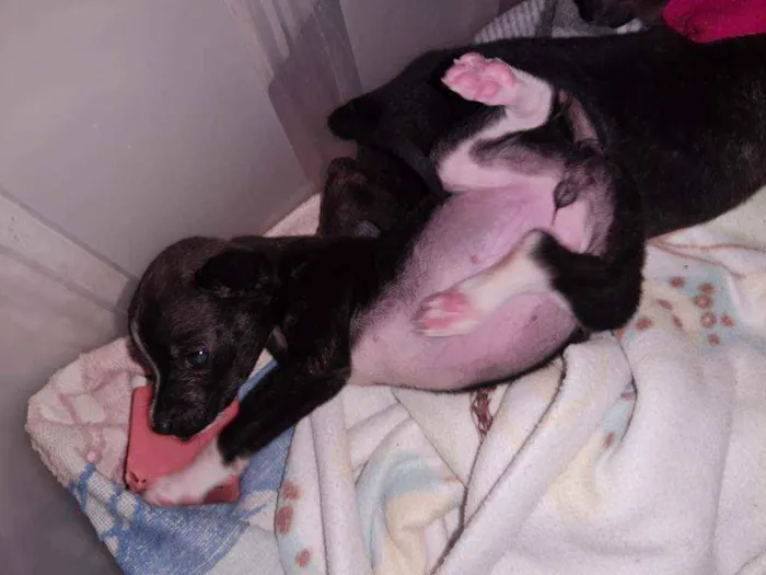Cachorro ra a SRD idade 2 a 6 meses nome Bali