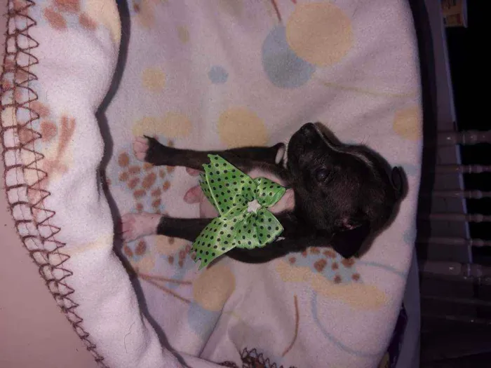 Cachorro ra a SRD idade 2 a 6 meses nome Bali