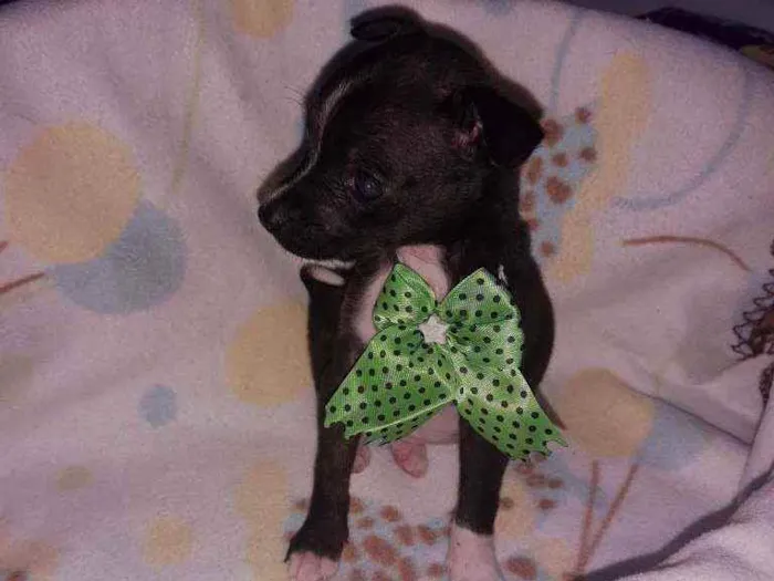 Cachorro ra a SRD idade 2 a 6 meses nome Bali