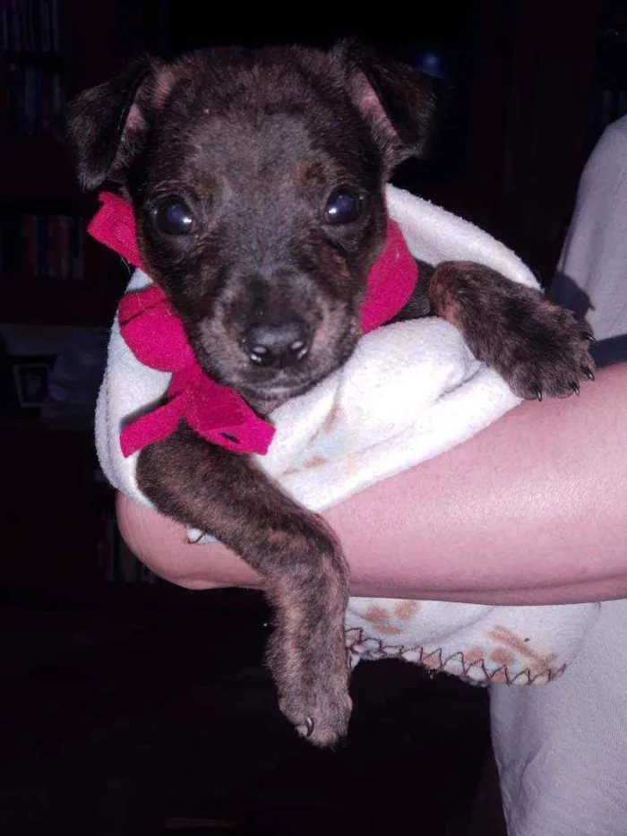 Cachorro ra a SRD idade 2 a 6 meses nome Bento