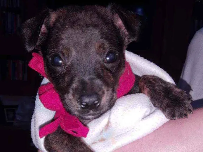 Cachorro ra a SRD idade 2 a 6 meses nome Bento