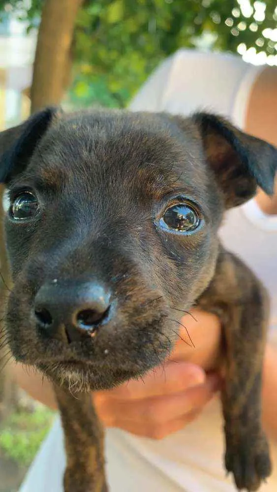 Cachorro ra a SRD idade 2 a 6 meses nome Bento