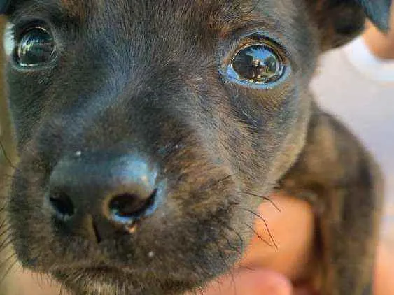Cachorro ra a SRD idade 2 a 6 meses nome Bento