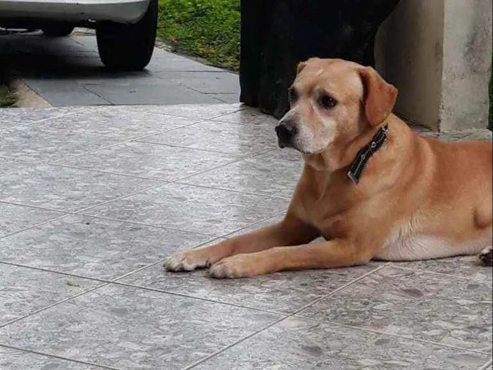 Cachorro raça Labrador mestiço idade 6 ou mais anos nome Marley