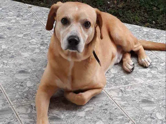 Cachorro raça Labrador mestiço idade 6 ou mais anos nome Marley