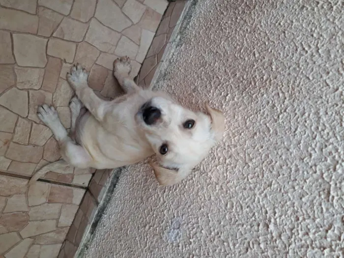 Cachorro ra a SRD-ViraLata idade Abaixo de 2 meses nome LUPI