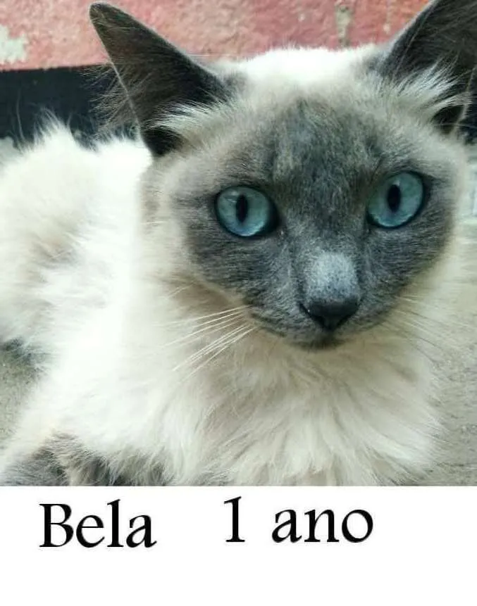 Gato ra a SRD idade 1 ano nome Bela (Castrada)