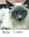 Bela (Castrada)