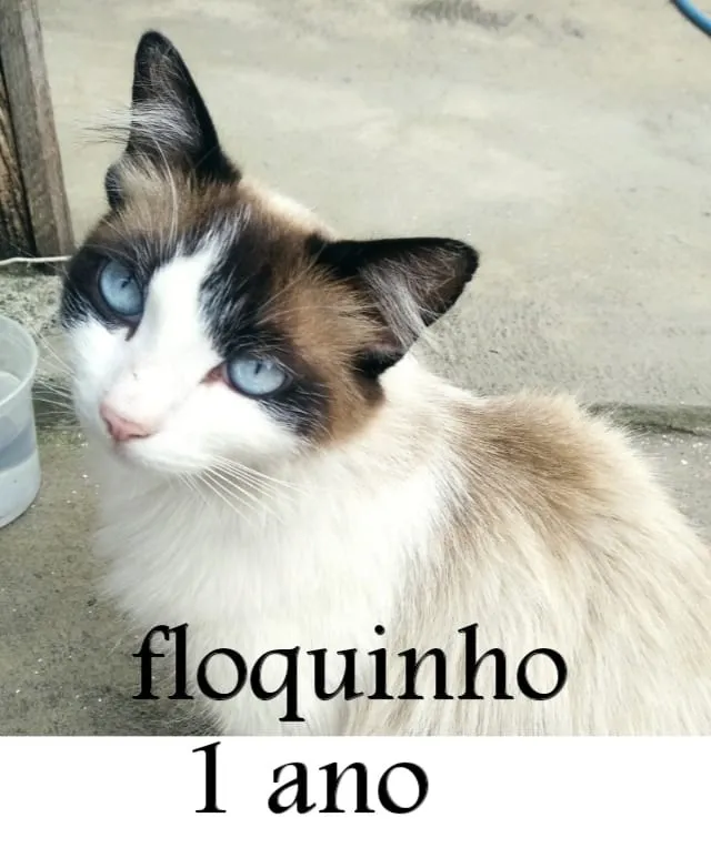 Gato ra a SRD idade 1 ano nome Floquinho (Castrada)