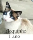 Floquinho (Castrada)