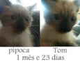 Pipoca e Tom