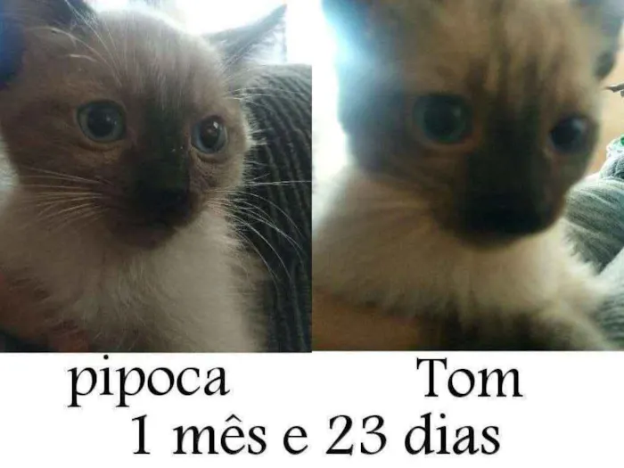 Gato ra a SRD idade Abaixo de 2 meses nome Pipoca e Tom