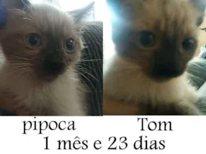 Gato raça SRD idade Abaixo de 2 meses nome Pipoca e Tom