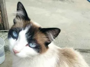 Gato raça SRD idade 1 ano nome Floquinho (Castrada)