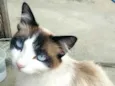 Floquinho (Castrada)