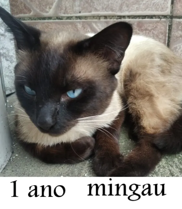 Gato ra a SRD- idade 1 ano nome Mingau
