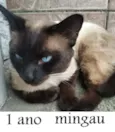Mingau