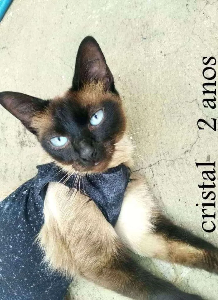 Gato ra a SRD idade 2 anos nome Cristal (Castrada)
