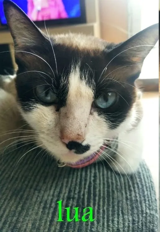Gato ra a SRD idade 2 anos nome Lua (Castrada)