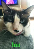 Lua (Castrada)