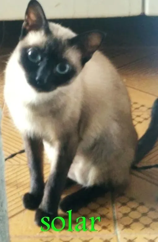 Gato ra a SRD idade 2 anos nome Solar (Castrada)