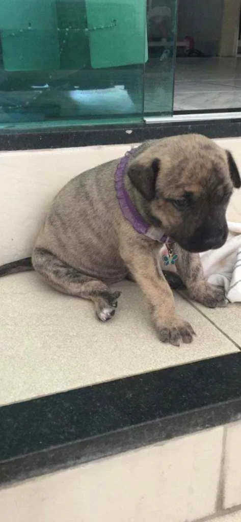 Cachorro raça - idade 2 a 6 meses nome Ainda não tem