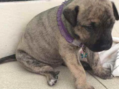 Cachorro raça - idade 2 a 6 meses nome Ainda não tem
