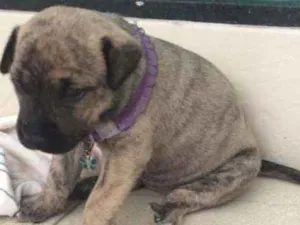 Cachorro raça - idade 2 a 6 meses nome Ainda não tem