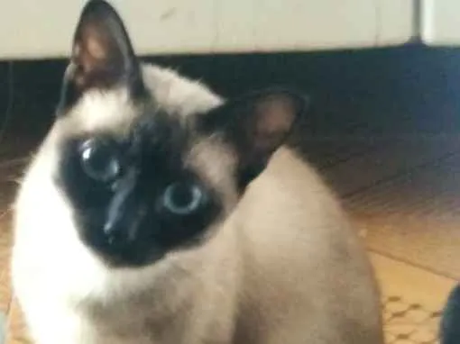 Gato ra a SRD idade 2 anos nome Solar (Castrada)