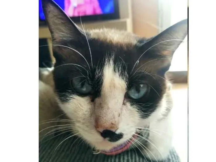 Gato ra a SRD idade 2 anos nome Lua (Castrada)