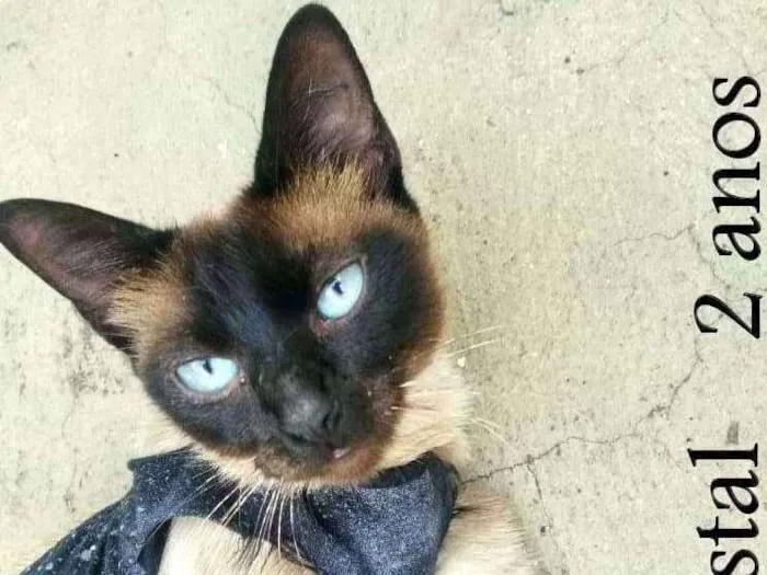 Gato ra a SRD idade 2 anos nome Cristal (Castrada)
