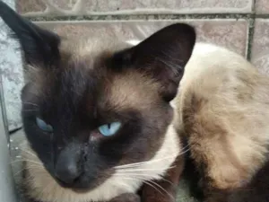 Gato raça SRD- idade 1 ano nome Mingau