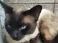 Mingau