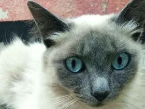 Gato raça SRD idade 1 ano nome Bela (Castrada)