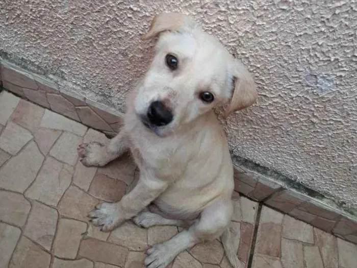 Cachorro ra a SRD-ViraLata idade Abaixo de 2 meses nome LUPI