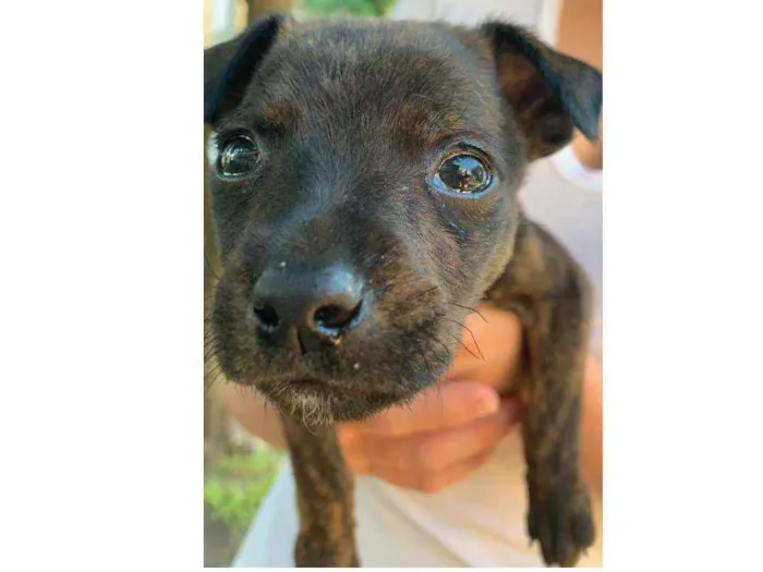 Cachorro ra a SRD idade 2 a 6 meses nome Bento