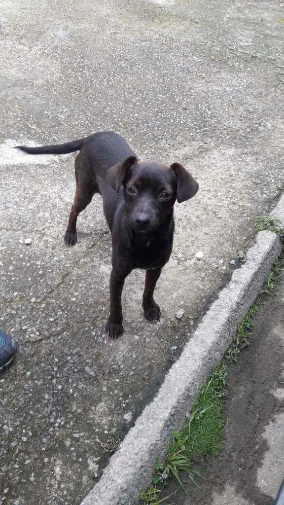 Cachorro ra a Vira lata idade 2 a 6 meses nome Sem nome 