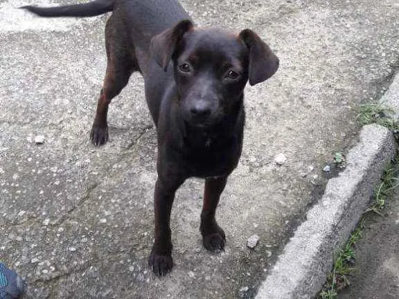 Cachorro ra a Vira lata idade 2 a 6 meses nome Sem nome 