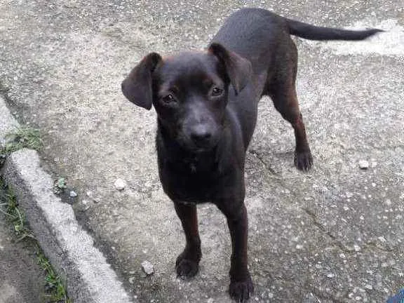 Cachorro ra a Vira lata idade 2 a 6 meses nome Sem nome 