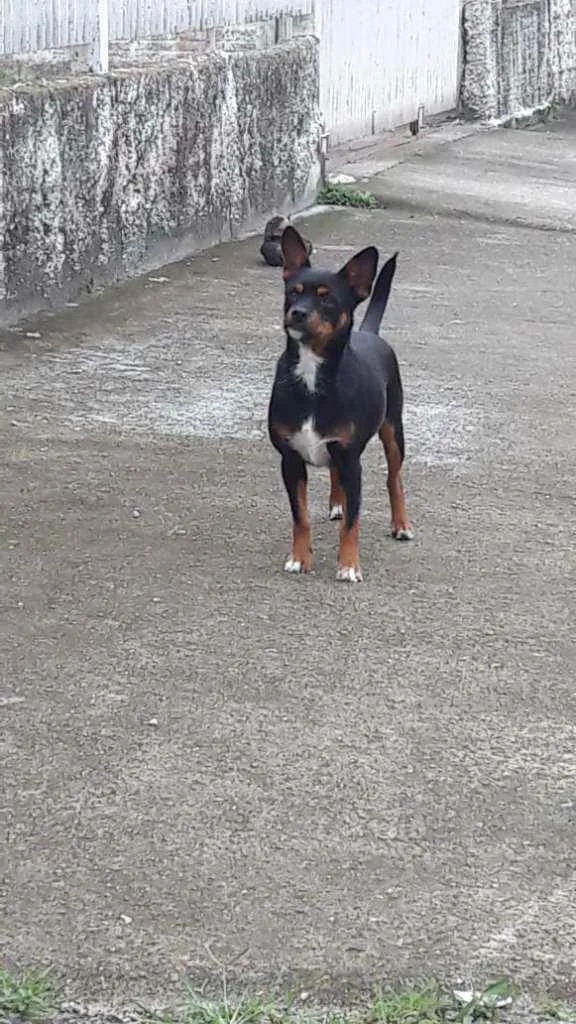 Cachorro ra a Vira lata idade 1 ano nome Sem nome 