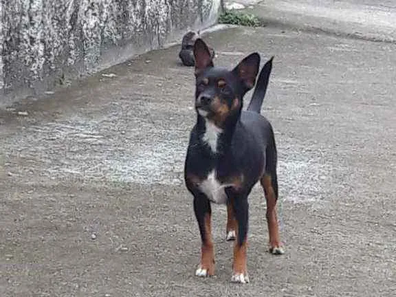 Cachorro ra a Vira lata idade 1 ano nome Sem nome 