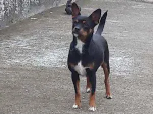 Cachorro raça Vira lata idade 1 ano nome Sem nome 