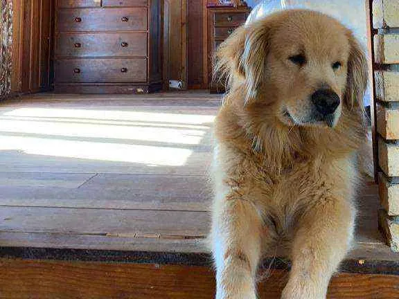 Cachorro ra a Golden Retriever idade 5 anos nome Thor
