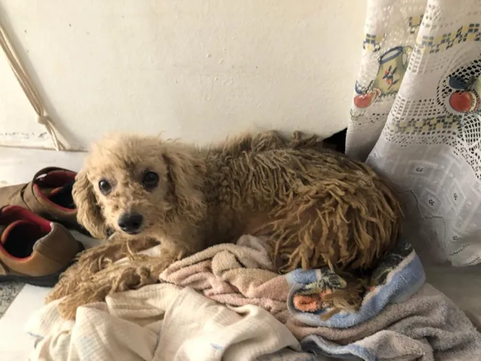 Cachorro ra a Poodle idade 3 anos nome Bela