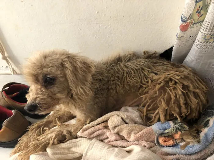 Cachorro ra a Poodle idade 3 anos nome Bela